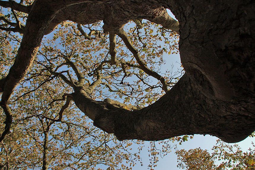 fotoserie in het bos op de Hoge Berg