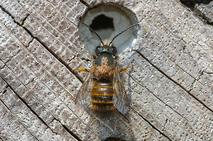 rosse metselbij insectenhotel ecomare sd